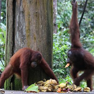 Orangutans at the Feeding Platform