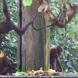 Orangutans at the Feeding Platform