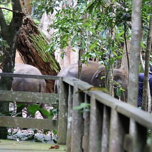 Elephants (off public display but visible down a path, not sure what they're doing here)