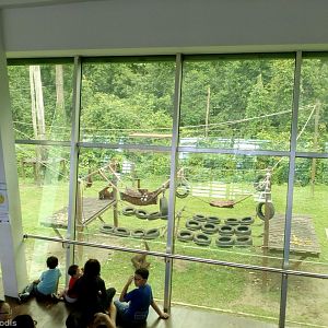 Rehabilitation Area for Young Orangutans