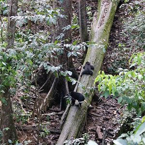 Young Sun Bears on a Log