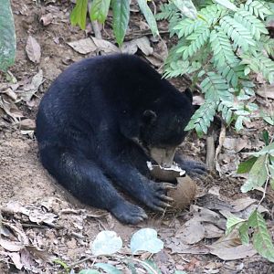 Sun Bear with Coconut