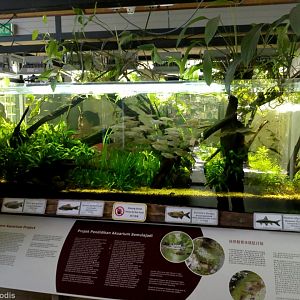 Fish Tank in Entrance Building