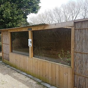 Enclosure Yellow mongoose