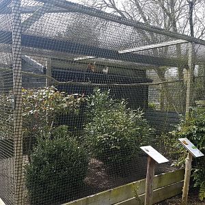 Golden pheasant - Chicken aviary