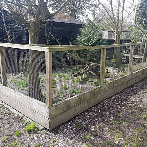 Raccoon dog-enclosure