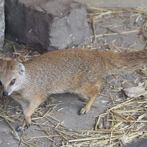 Yellow mongoose