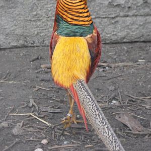Golden pheasant