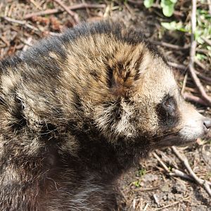 Raccoon dog