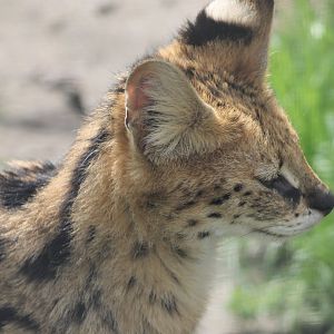 Serval