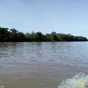Kinabatangan River View