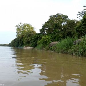 Elephant Viewing at the Kinabatangan