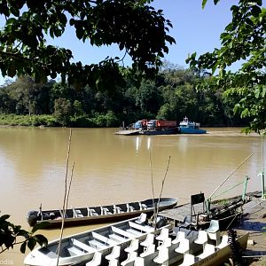 Oil Palm Fruit Transport on the Kinabatangan