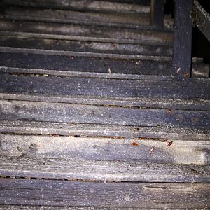 Path Through Gomantong Cave