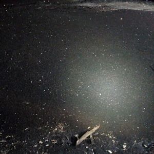 Pile of Bat Guano and Insects in Gomantong Cave