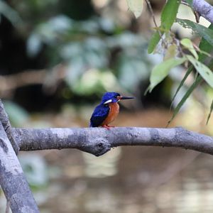 Blue-eared Kingfisher - Kinabatangan