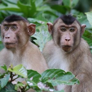 Pig-tailed Macaques - Kinabatangan