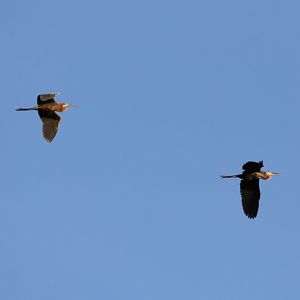 Purple Heron - Kinabatangan