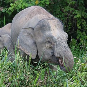 Bornean Pygmy Elephants - Kinabatangan
