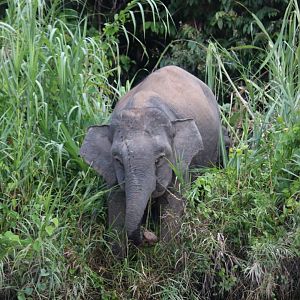 Bornean Pygmy Elephant - Kinabatangan