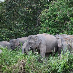 Bornean Pygmy Elephants - Kinabatangan