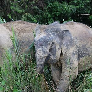 Bornean Pygmy Elephants - Kinabatangan