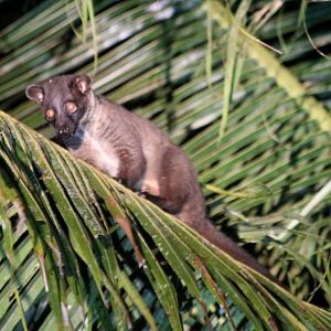 Bornean Striped (Small-toothed) Palm Civet - Kinabatangan