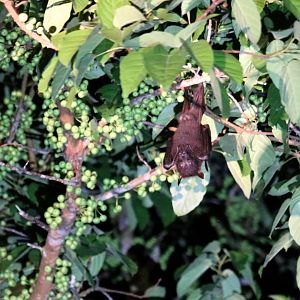 Large Flying Fox - Kinabatangan