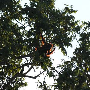 Orange Outline of an Orangutan at Sunrise - Kinabatangan
