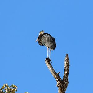 Storm's Stork  - Kinabatangan