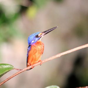 Blue-eared Kingfisher  - Kinabatangan