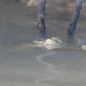 Saltwater (Bornean) Crocodile - Kinabatangan