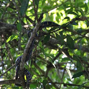 Mangrove Snake - Kinabatangan