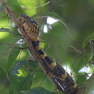 Mangrove Snake - Kinabatangan