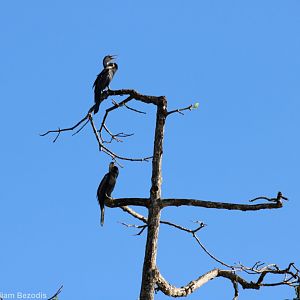 Oriental Darters - Kinabatangan