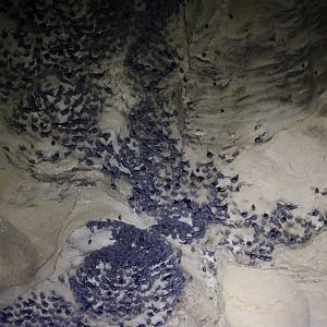 Swiftlets - Gomantong