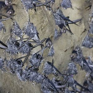 Swiftlets and Bats - Gomantong
