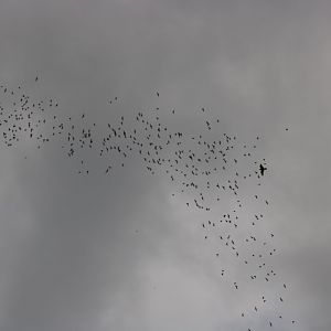 Bat Exodus and Peregrine - Gomantong