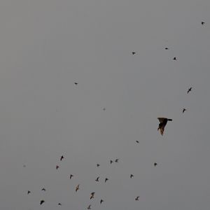 Bat Hawk with Captured Bat - Gomantong