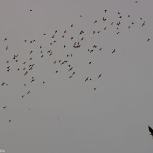 Bat Hawk Hunting - Gomantong
