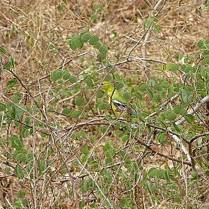Common iora, female