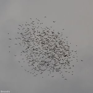 Bat Exodus - Gomantong