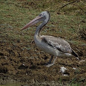Spot-billed pelican