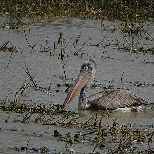Spot-billed pelican