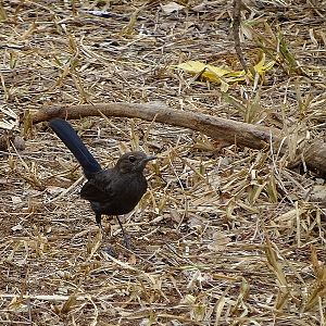 Indian robin, female