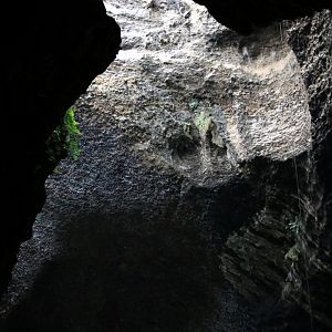 Swiftlets at One of the Cave Entrances - Gomantong