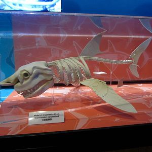 Model shark skeleton