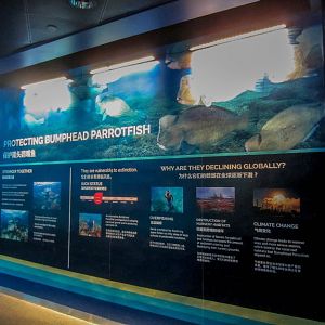 Educational graphics