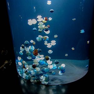 Blue Sea Jellies