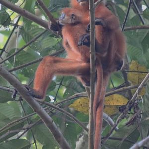 -Maroon Langur Mother and Baby - Danum Valley